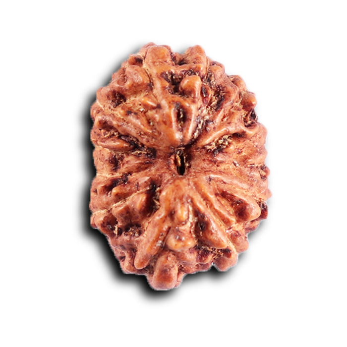 12 Mukhi Indonesian Rudraksha - Bead No. 311