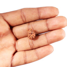 Load image into Gallery viewer, 12 Mukhi Indonesian Rudraksha - Bead No. 311

