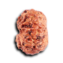 Load image into Gallery viewer, 12 Mukhi Indonesian Rudraksha - Bead No. 311

