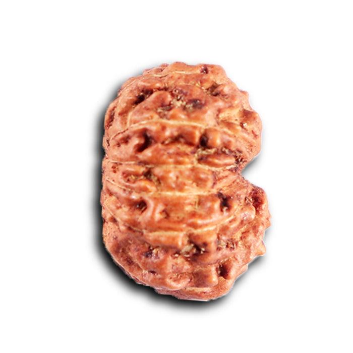 12 Mukhi Indonesian Rudraksha - Bead No. 311