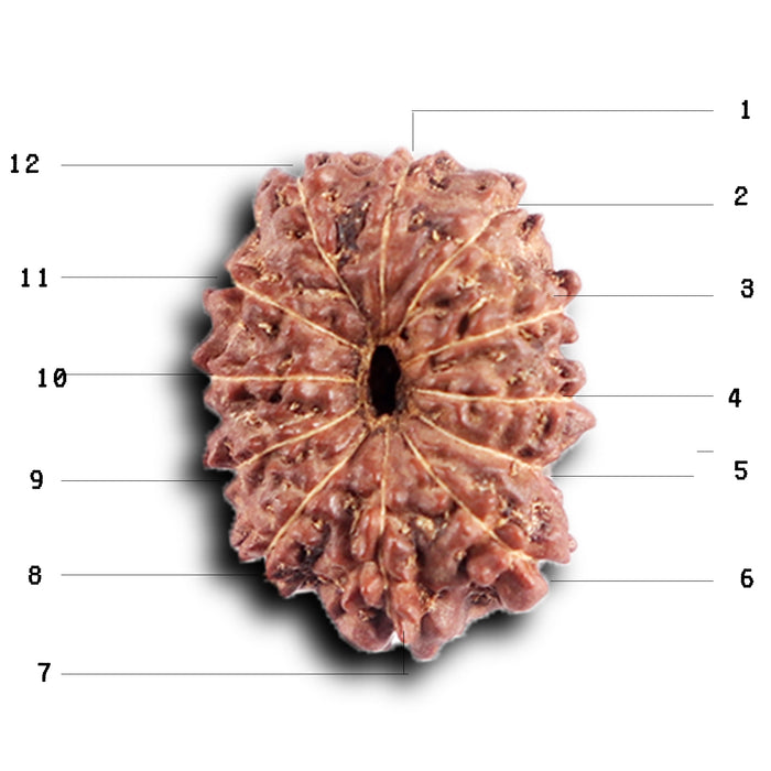 12 Mukhi Indonesian Rudraksha - Bead No.  313