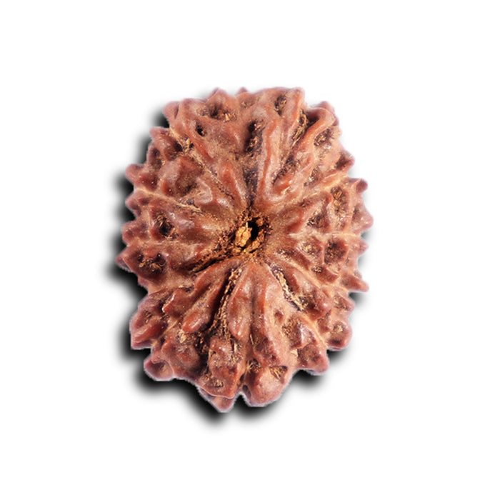 12 Mukhi Indonesian Rudraksha - Bead No.  313