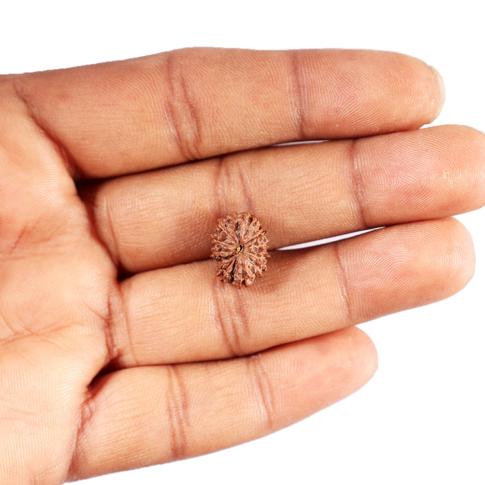 12 Mukhi Indonesian Rudraksha - Bead No.  313