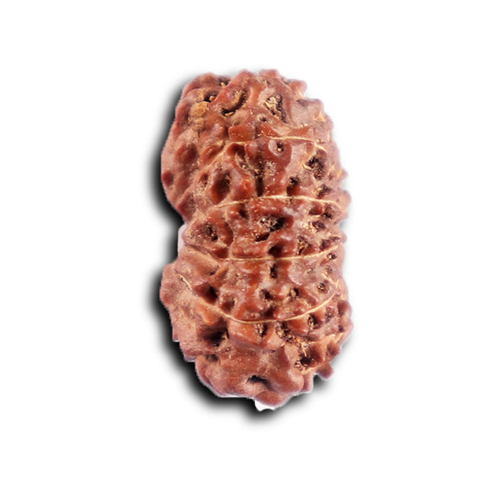 12 Mukhi Indonesian Rudraksha - Bead No.  313