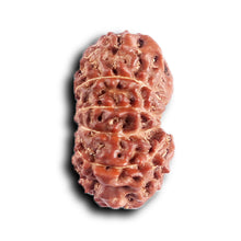 Load image into Gallery viewer, 12 Mukhi Indonesian Rudraksha - Bead No.  313
