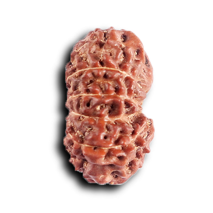 12 Mukhi Indonesian Rudraksha - Bead No.  313