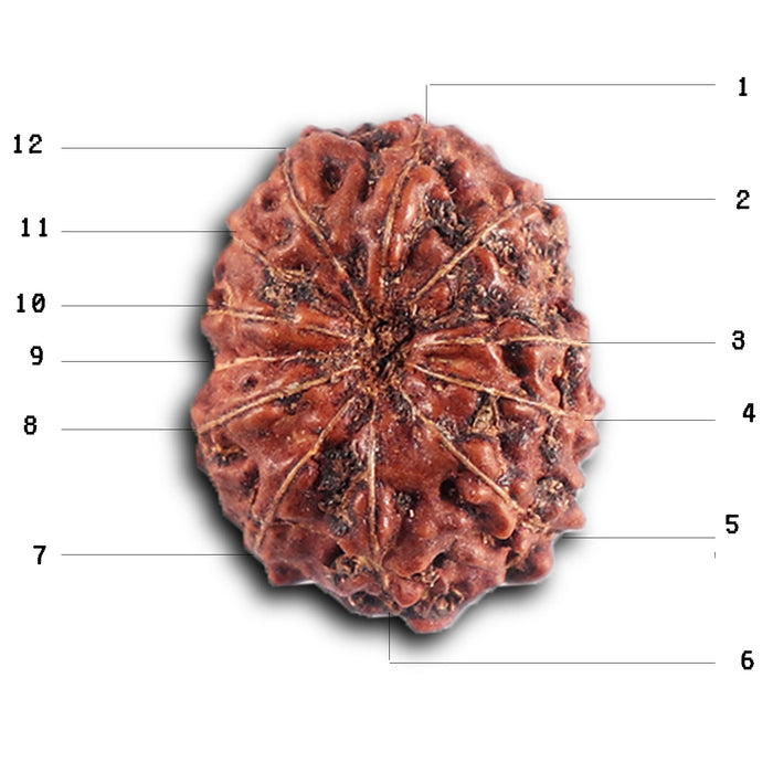 12 Mukhi Indonesian Rudraksha - Bead No.  314