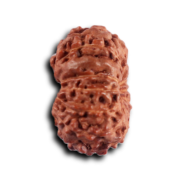 12 Mukhi Indonesian Rudraksha - Bead No. 315