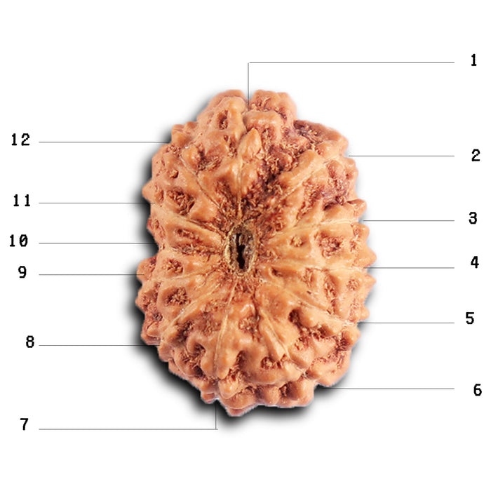12 Mukhi Indonesian Rudraksha - Bead No.  317