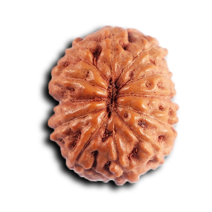 12 Mukhi Indonesian Rudraksha - Bead No. 318