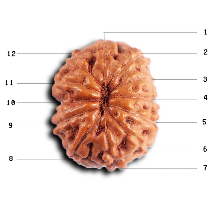 12 Mukhi Indonesian Rudraksha - Bead No. 318