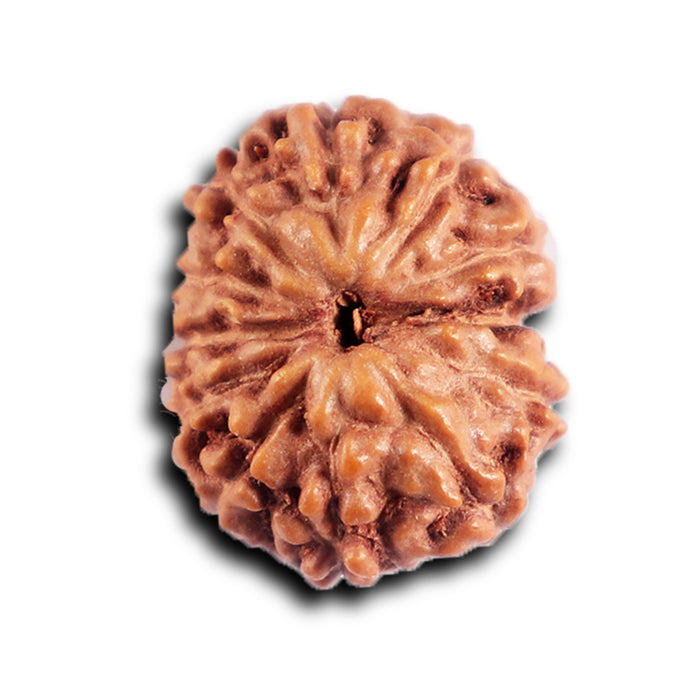 12 Mukhi Indonesian Rudraksha - Bead No. 318