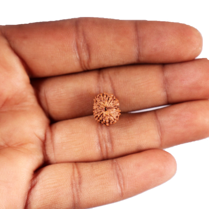12 Mukhi Indonesian Rudraksha - Bead No. 318