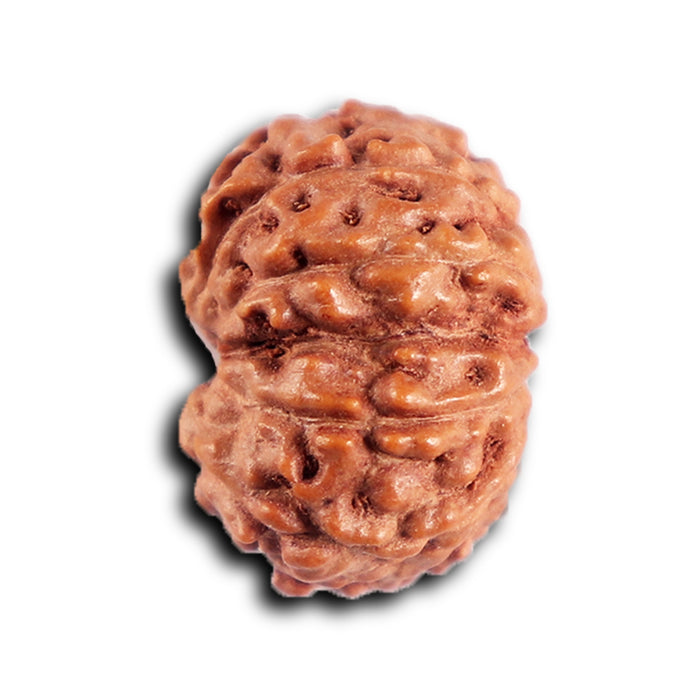 12 Mukhi Indonesian Rudraksha - Bead No. 318