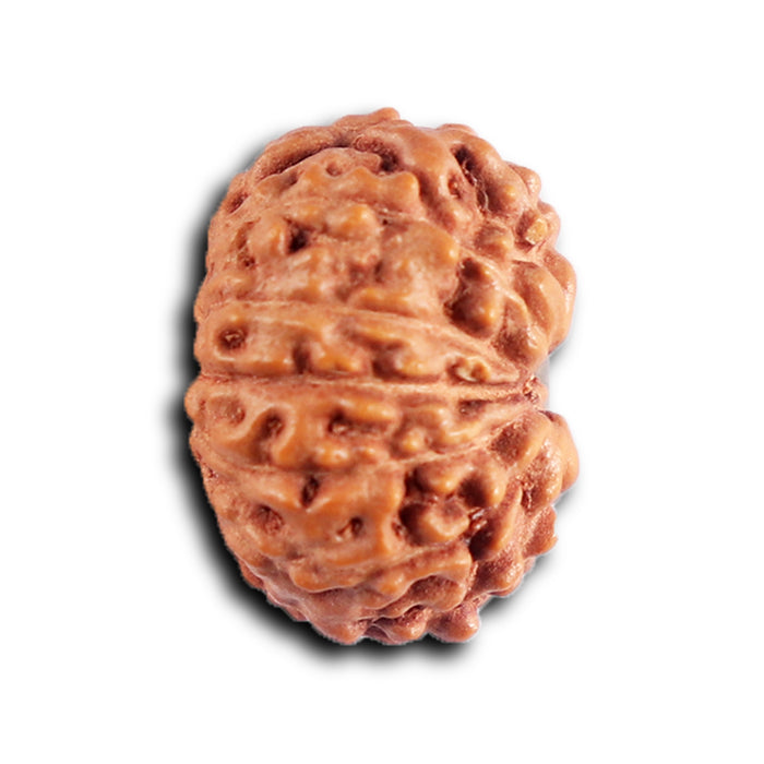 12 Mukhi Indonesian Rudraksha - Bead No. 318