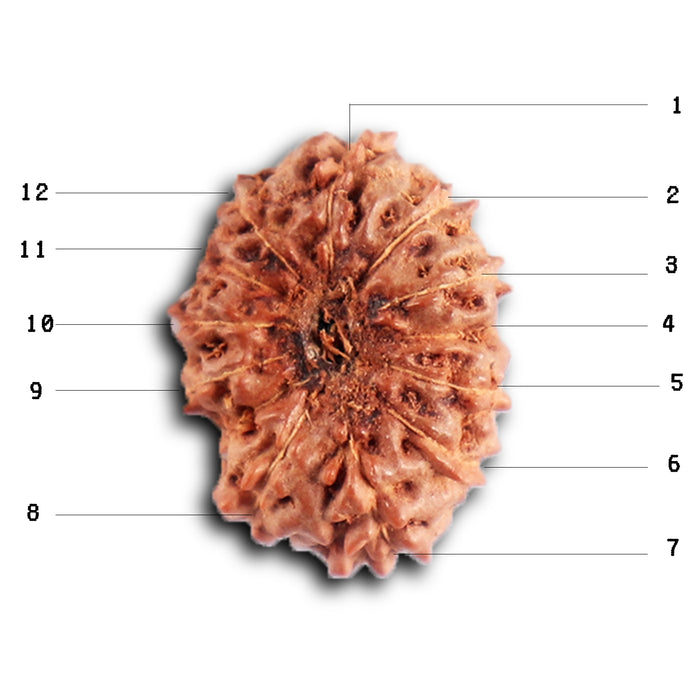 12 Mukhi Indonesian Rudraksha - Bead No.  320