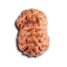 Load image into Gallery viewer, 12 Mukhi Indonesian Rudraksha - Bead No. 324

