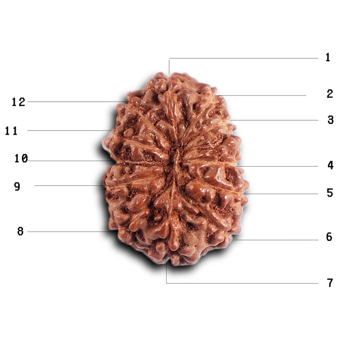 12 Mukhi Indonesian Rudraksha - Bead No. 325