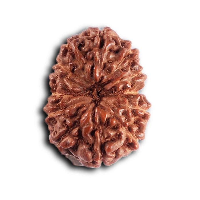 12 Mukhi Indonesian Rudraksha - Bead No. 325