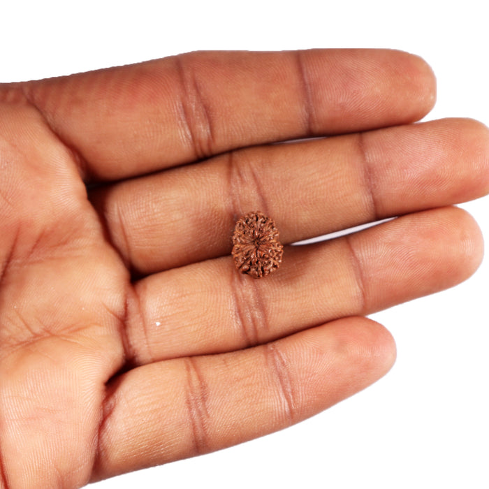 12 Mukhi Indonesian Rudraksha - Bead No. 325