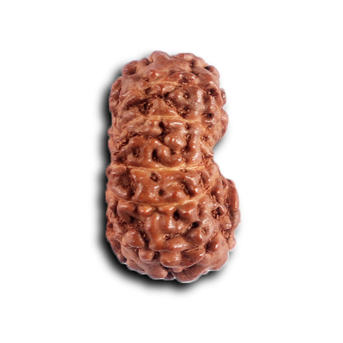 12 Mukhi Indonesian Rudraksha - Bead No. 325