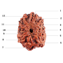 Load image into Gallery viewer, 12 Mukhi Indonesian Rudraksha - Bead No. 293
