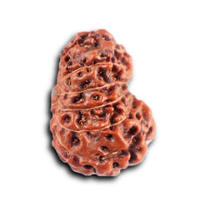 Load image into Gallery viewer, 12 Mukhi Indonesian Rudraksha - Bead No. 293
