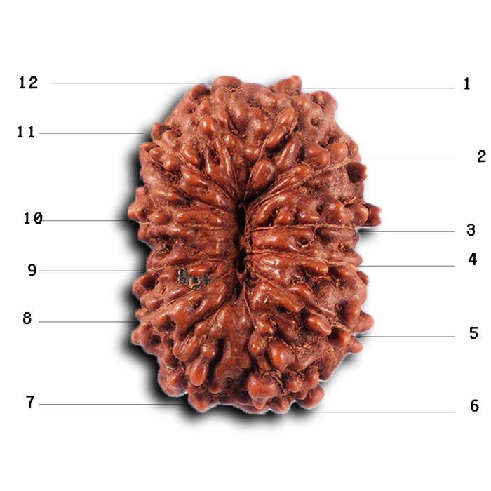 12 Mukhi Indonesian Rudraksha - Bead No.294