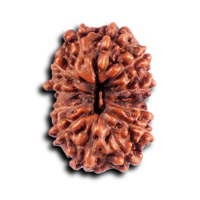 12 Mukhi Indonesian Rudraksha - Bead No.294