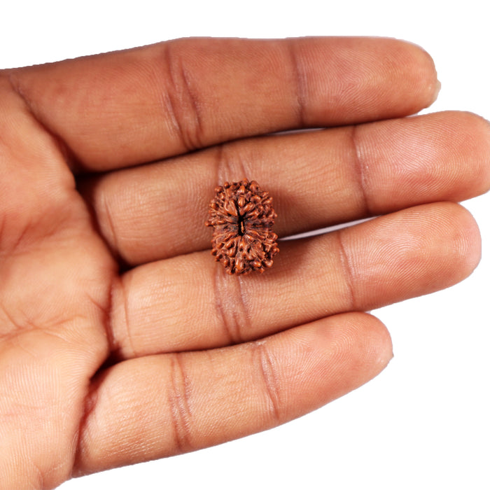 12 Mukhi Indonesian Rudraksha - Bead No.294