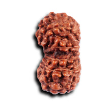Load image into Gallery viewer, 12 Mukhi Indonesian Rudraksha - Bead No.294
