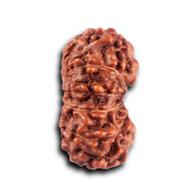 Load image into Gallery viewer, 12 Mukhi Indonesian Rudraksha - Bead No.294
