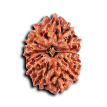 Load image into Gallery viewer, 12 Mukhi Indonesian Rudraksha - Bead No.295
