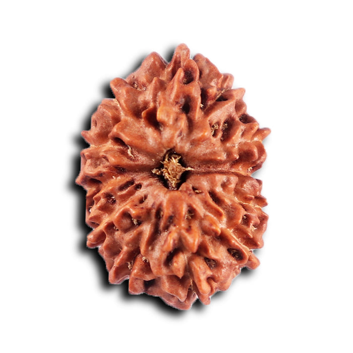 12 Mukhi Indonesian Rudraksha - Bead No.295