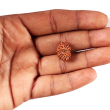 Load image into Gallery viewer, 12 Mukhi Indonesian Rudraksha - Bead No.295
