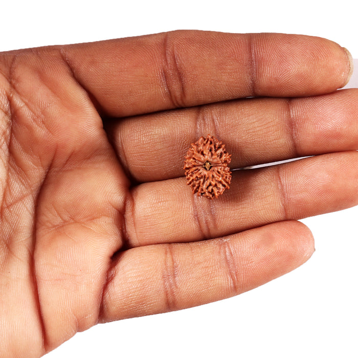 12 Mukhi Indonesian Rudraksha - Bead No.295
