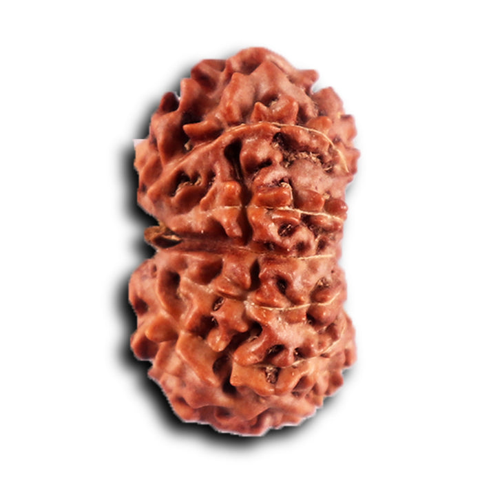 12 Mukhi Indonesian Rudraksha - Bead No.295