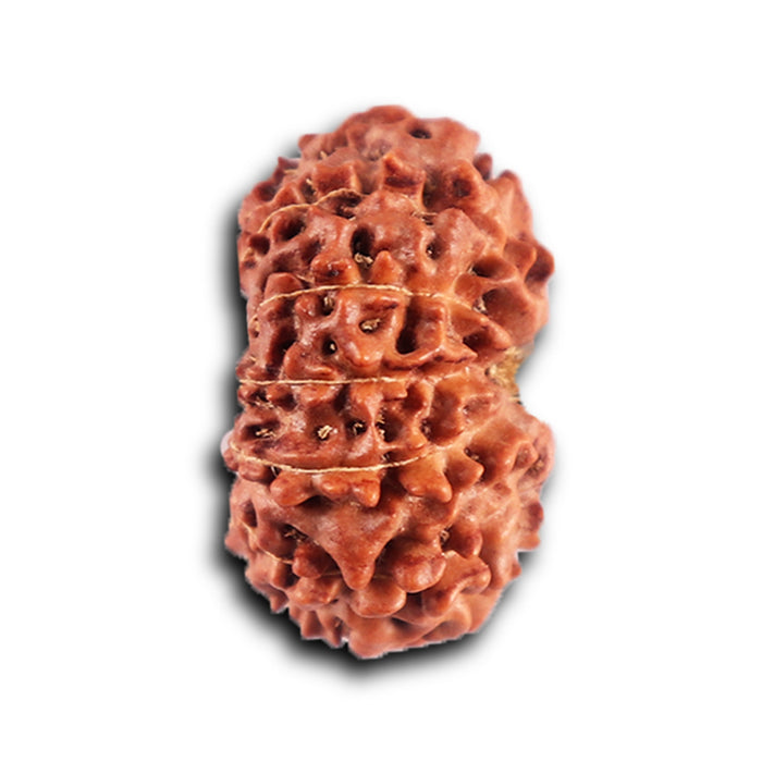 12 Mukhi Indonesian Rudraksha - Bead No.295