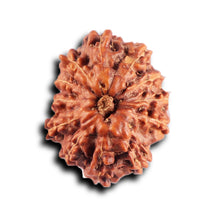 Load image into Gallery viewer, 12 Mukhi Indonesian Rudraksha - Bead No. 296
