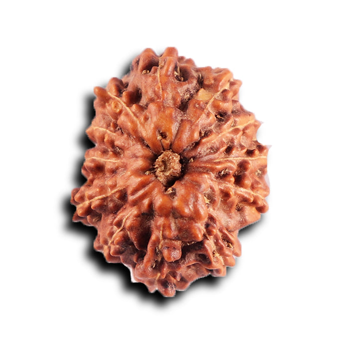 12 Mukhi Indonesian Rudraksha - Bead No. 296