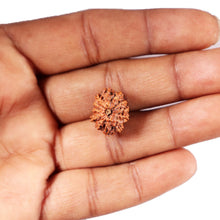 Load image into Gallery viewer, 12 Mukhi Indonesian Rudraksha - Bead No. 296
