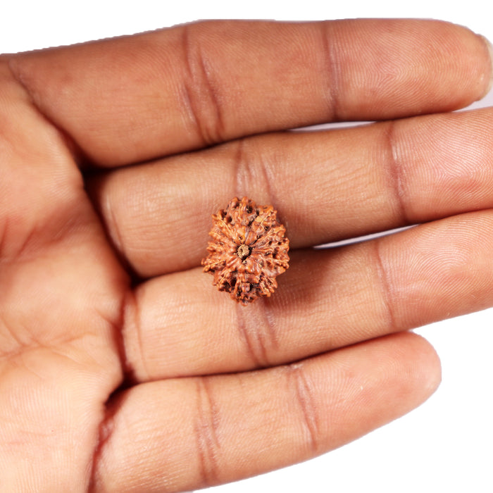 12 Mukhi Indonesian Rudraksha - Bead No. 296