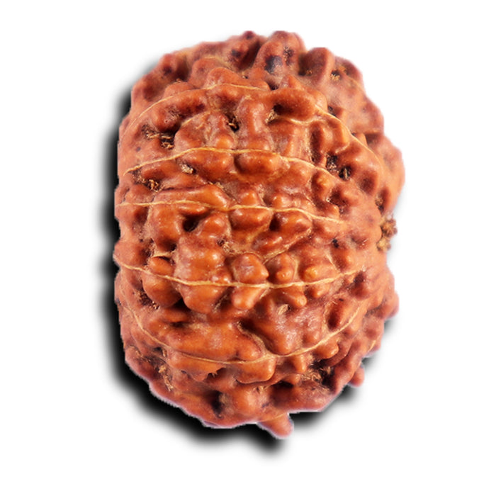 12 Mukhi Indonesian Rudraksha - Bead No. 296