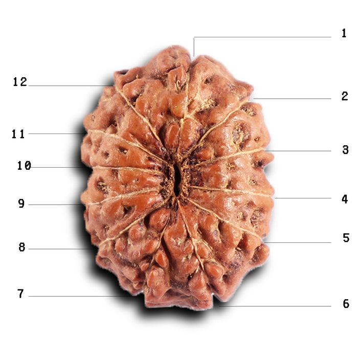 12 Mukhi Indonesian Rudraksha - Bead No. 297