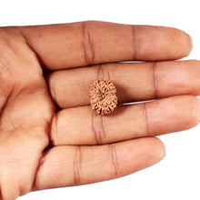 Load image into Gallery viewer, 12 Mukhi Indonesian Rudraksha - Bead No. 297
