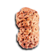 Load image into Gallery viewer, 12 Mukhi Indonesian Rudraksha - Bead No. 297
