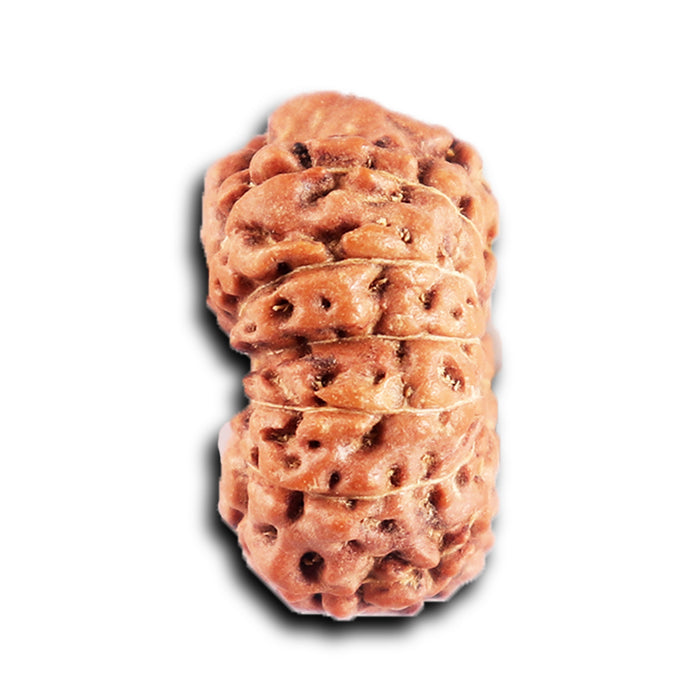 12 Mukhi Indonesian Rudraksha - Bead No. 297