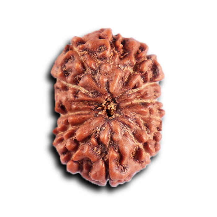 12 Mukhi Indonesian Rudraksha - Bead No. 298