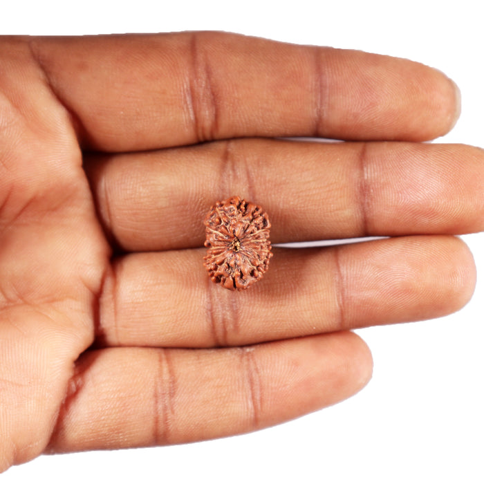 12 Mukhi Indonesian Rudraksha - Bead No. 298
