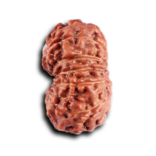 Load image into Gallery viewer, 12 Mukhi Indonesian Rudraksha - Bead No. 298

